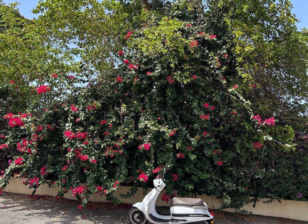 Scooter beside bougainvillea flowers