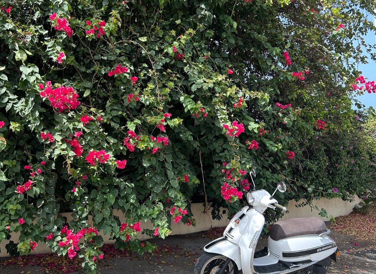Two scooters, resort backdrop